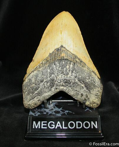 Monster Inch Megalodon Tooth #842